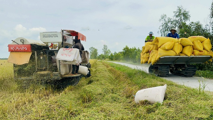 Nông dân miền Tây thu hoạch lúa - Ảnh: ĐẶNG TUYẾT