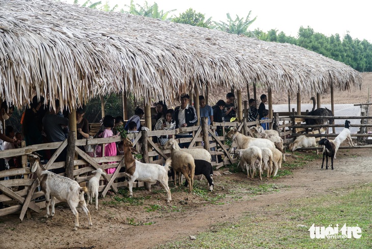 Du khách xếp hàng phía ngoài hàng rào chờ cho dê, cừu ăn - Ảnh: NGUYỄN HIỀN