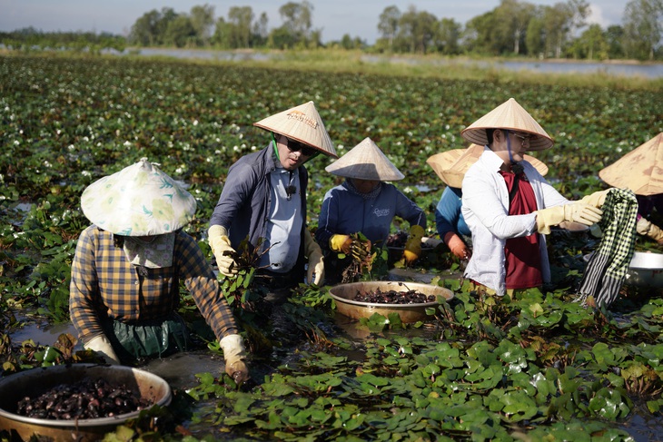 Tiến Luật và Võ Đăng Khoa hào hứng trải nghiệm công việc hái ấu cùng người dân