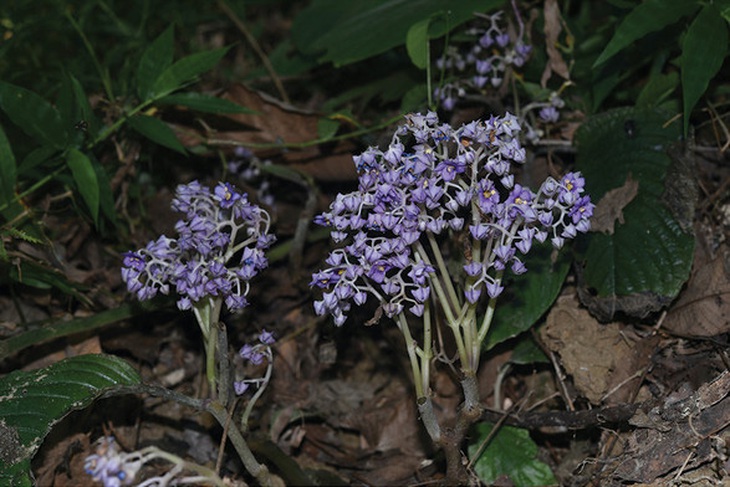 Loài thực vật mới thuộc họ Thượng tiễn (Gesneriaceae) ở tỉnh Vân Nam, Tây Nam Trung Quốc - Ảnh: mastodon.green