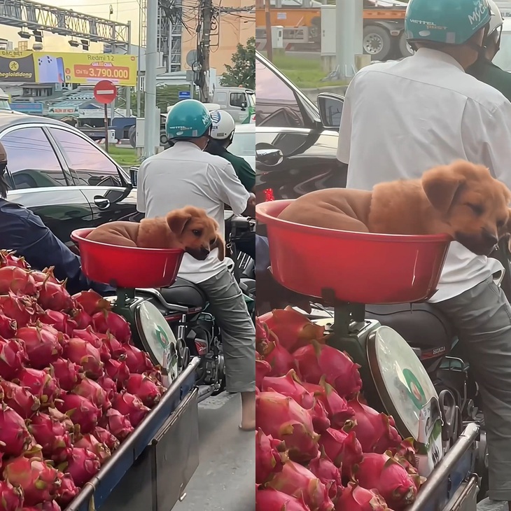 Thanh long nhà trồng, vừa rẻ vừa ngon đây mấy chú ơi.