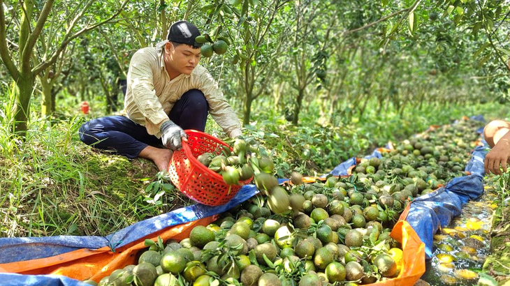 Cam sành Vĩnh Long lại rớt giá còn từ 1.000 - 2.000 đồng/kg - Ảnh: CHÍ HẠNH