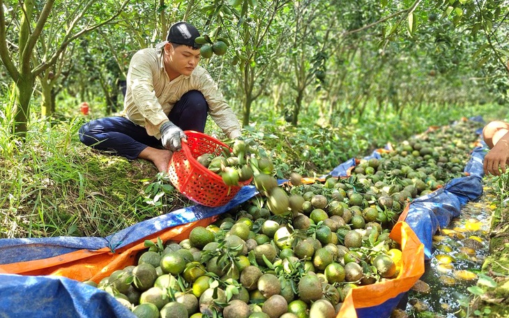 Cam sành Vĩnh Long lại rớt giá còn 2.000 đồng/kg