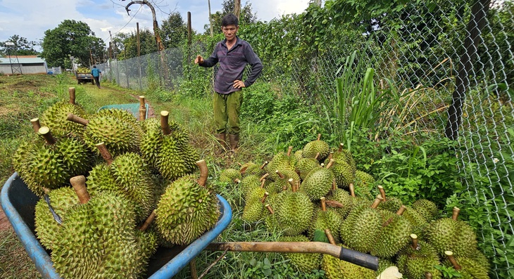 Giá sầu riêng tăng cao kỷ lục đã mang lại lợi nhuận lớn cho nhiều nhà vườn - Ảnh: N.TRÍ