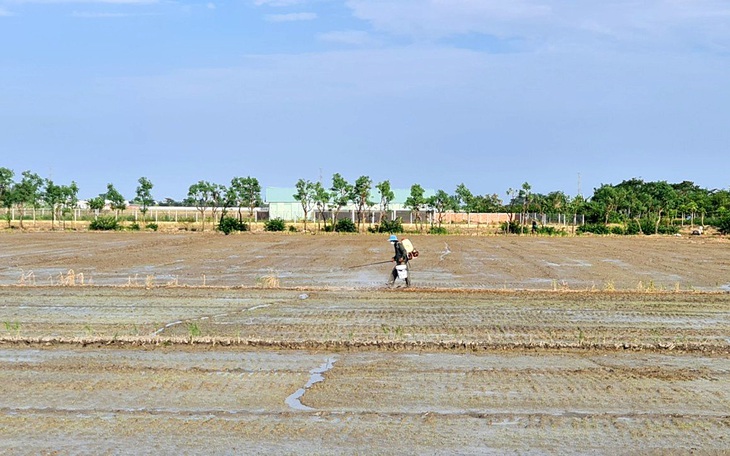 Lúa có giá cao, nông dân miền Tây liều xuống giống vụ 3 dù hạn mặn đe dọa