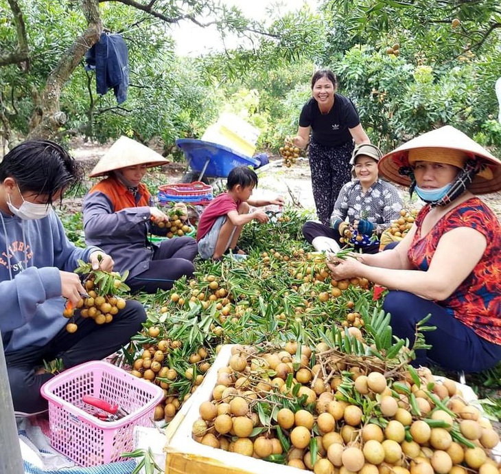 Thu hoạch nhãn ở huyện Đất Đỏ - Ảnh: Đ.H.