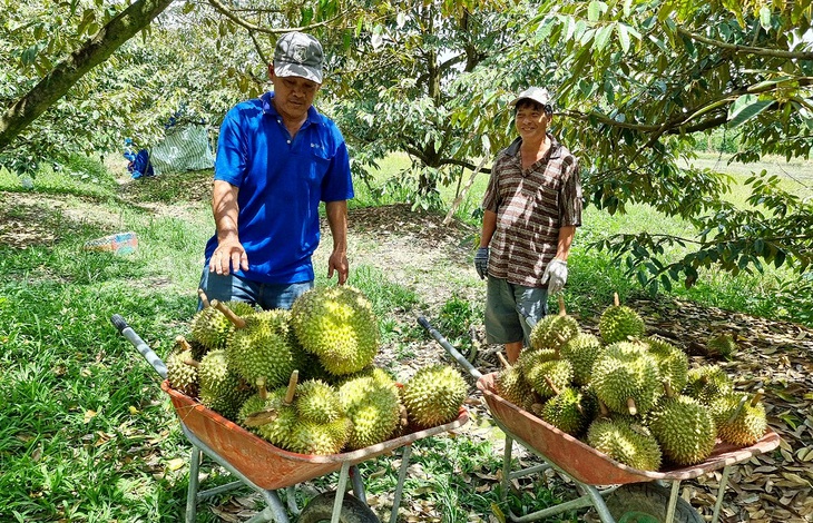 Sầu riêng có giá cao nên nhiều nhà vườn chuyển sang trồng. Trong ảnh: thu hoạch sầu riêng tại huyện Thới Lai, TP Cần Thơ - Ảnh: V.C.