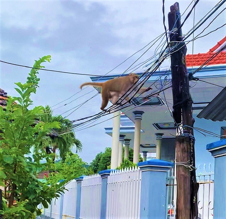 Đàn khỉ hoang vào nhà dân dọa trẻ nhỏ, lấy trứng gà - Ảnh 1.