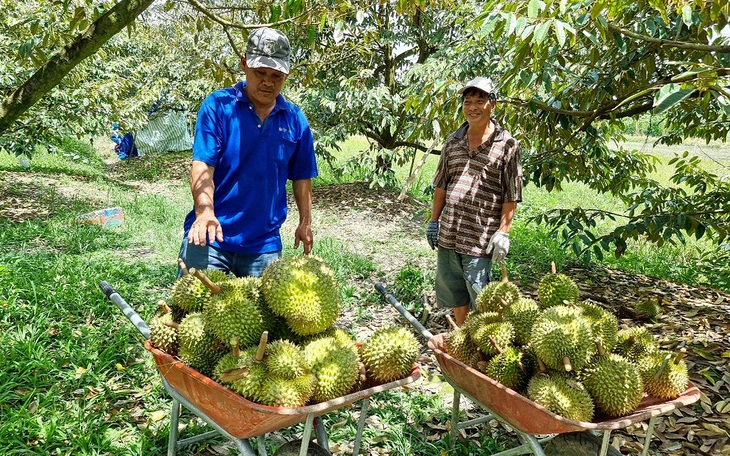 Sầu riêng, sầu chung