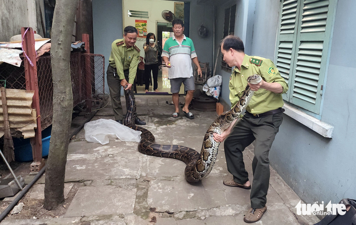 Người dân giao trăn đất nặng 63kg cho kiểm lâm - Ảnh 2.