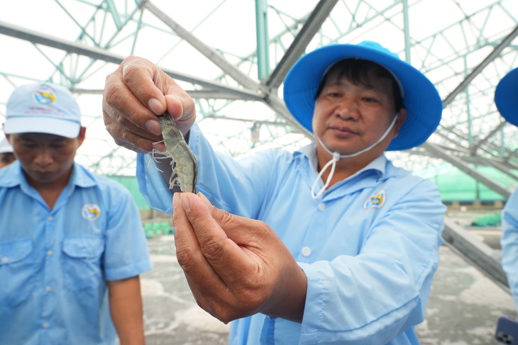 Ông Trần Văn Phúc, giám đốc Sở NN&PTNT tỉnh Bình Định, giới thiệu tôm 70 ngày tuổi - Ảnh: HỮU HẠNH