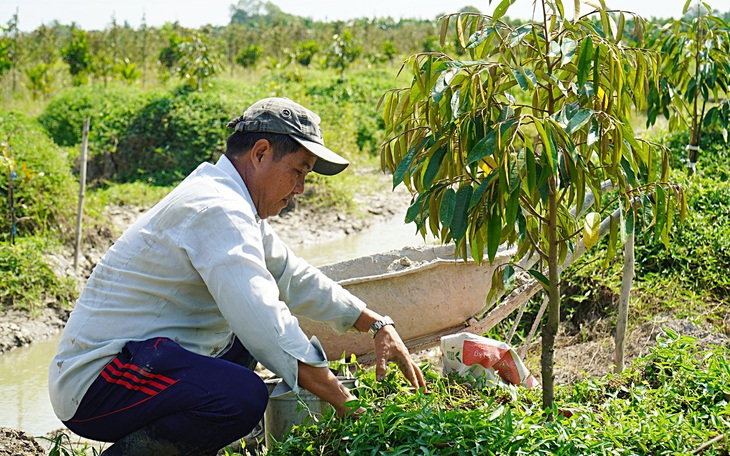 Nhiều rủi ro khi chuyển đất lúa sang trồng sầu riêng