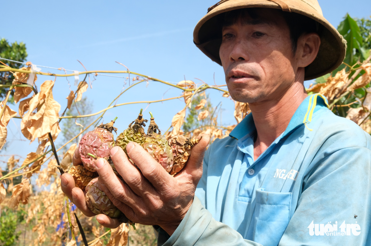 Ông Hảo thất thần bên vườn chanh bị phá