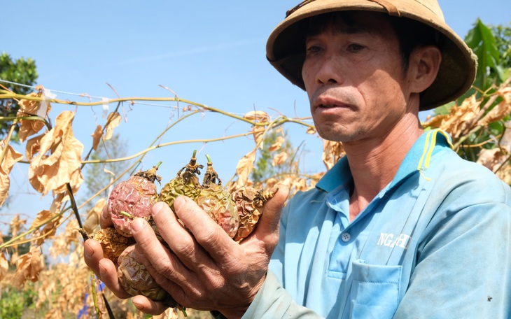 Thiệt hại cả trăm triệu đồng vì bị kẻ gian cắt gốc vườn chanh dây, sầu riêng