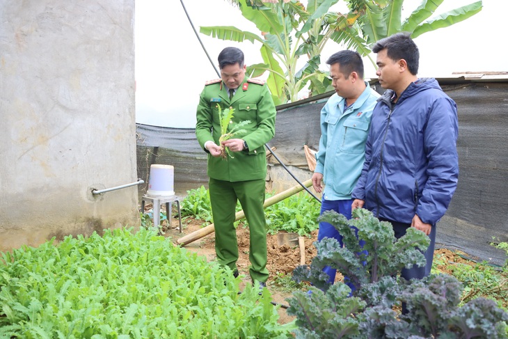 Lên mạng mua hạt giống cây thuốc phiện về gieo như rau, một thanh niên bị tạm giữ hình sự - Ảnh 1.