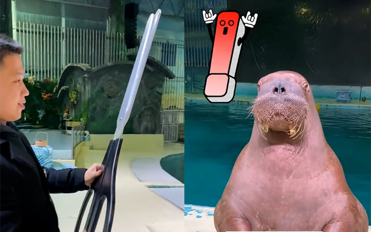 Thị trấn ở Anh hủy bắn pháo hoa đêm giao thừa vì một chú hải mã - Ảnh 3.