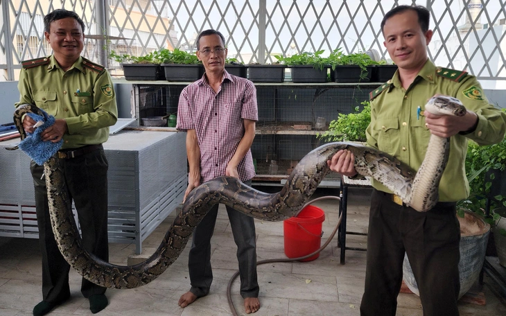 Đang thu hoạch lúa nếp bất ngờ gặp cặp trăn 'khủng' nằm giữa đồng - Ảnh 3.