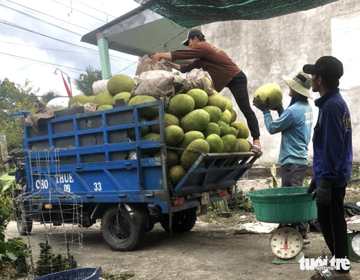 Giá mít miền Tây lại tăng: Nông dân cần thận trọng tăng diện tích - Ảnh 2.