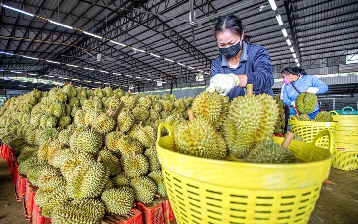 Cảnh sát Thái tuần tra đêm để ngăn nạn trộm sầu riêng