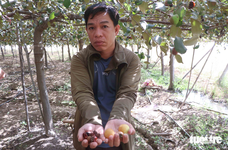 Đề nghị hỗ trợ người trồng táo bị ảnh hưởng bởi làm đường cao tốc - Ảnh 1.