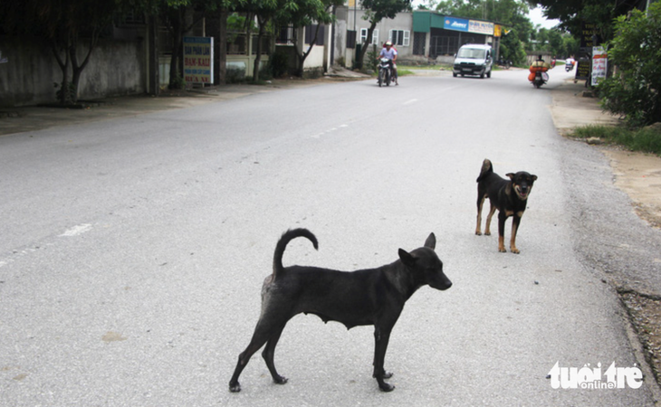 Hai em nhỏ ở Nghệ An tử vong nghi bị chó cắn - Ảnh 1.