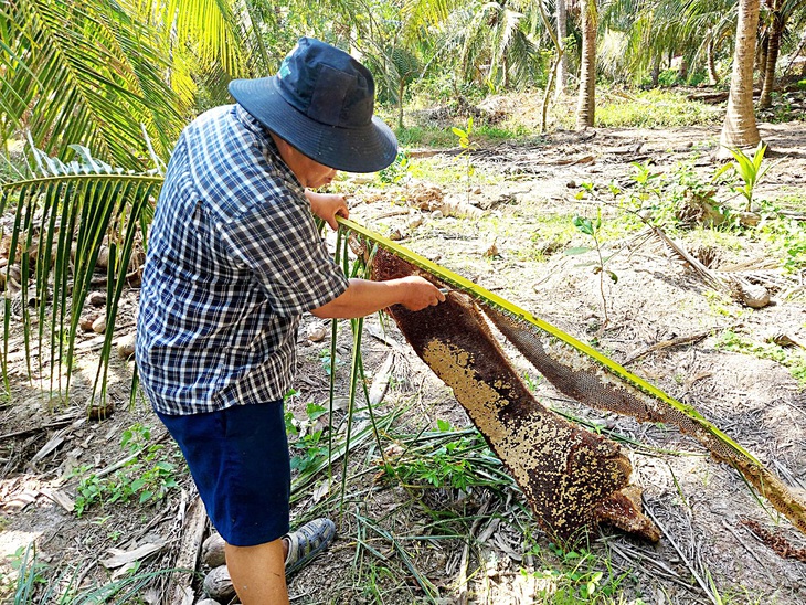 Những chuyện ngồ ngộ ở miền Tây - Kỳ 1: Leo ngọn dừa, kiếm tiền triệu - Ảnh 3.