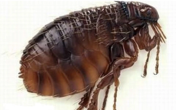 Bọ chét chó mèo ‘tấn công’ người, gây ngứa ngáy, viêm da vì điều trị sai cách - Ảnh 2.