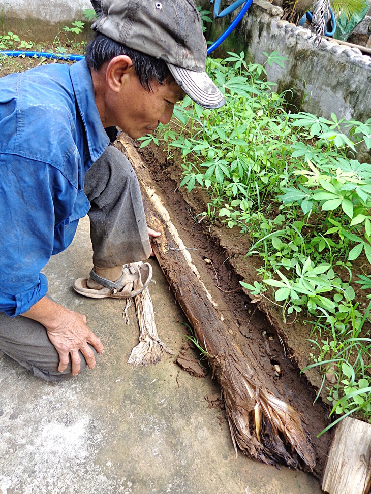 Phát hiện sùng đất dưới thân cây chuối mục - Ảnh: HÙNG ANH