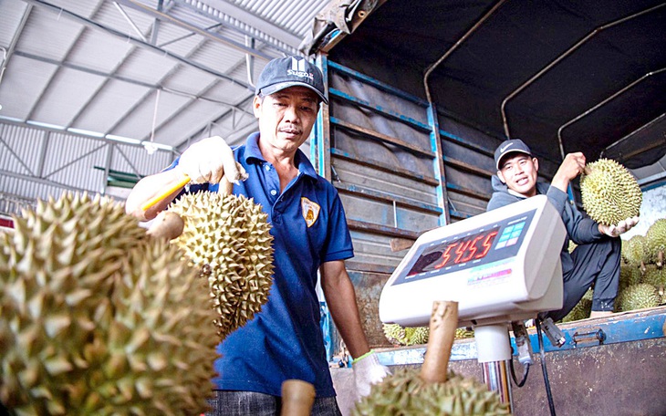 Lo sầu riêng xuất sang Trung Quốc bị 