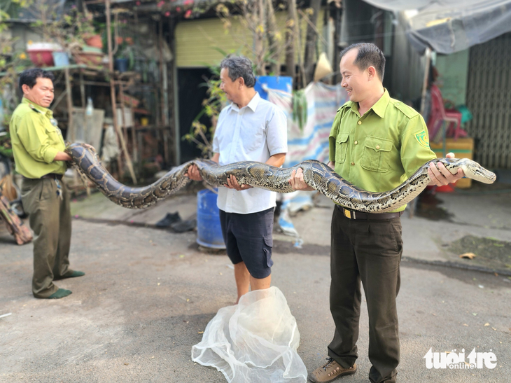 Kiểm lâm TP.HCM cứu hộ trăn đất cái dài 4,2 mét - Ảnh 1.