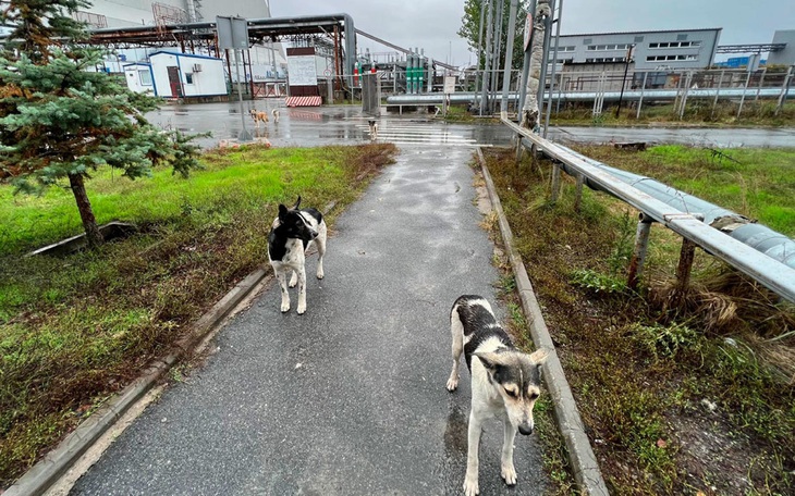 Na Uy phát hiện mức phóng xạ tăng do cháy rừng gần Chernobyl - Ảnh 2.