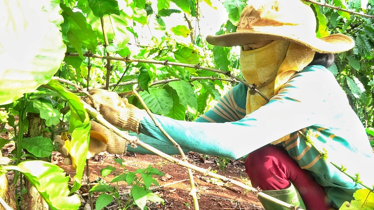 Bà Hoa làm hết việc này đến việc khác, từ làm thuê đến việc gia đình và lo thuốc men, cơm nước cho chồng con - Ảnh: TRẦN HƯỚNG