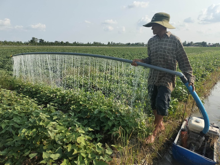 Nông dân tái sản xuất, tập làm khoai lang tím VietGAP xuất khẩu - Ảnh 1.