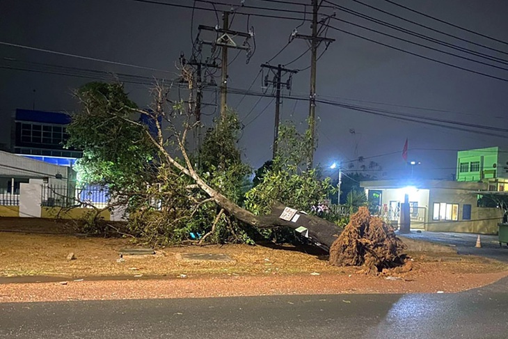 Gió lốc giật tung rạp cưới, cây lớn bật gốc - Ảnh 2.