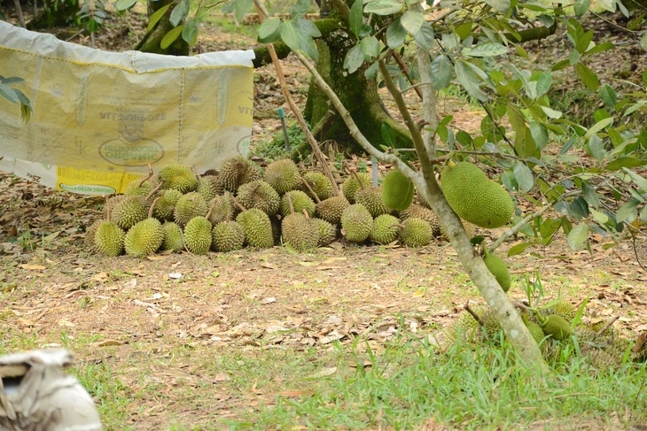 Người dân bán tháo sầu riêng giá 3.000 đồng/kg vì dông lốc - Ảnh 2.