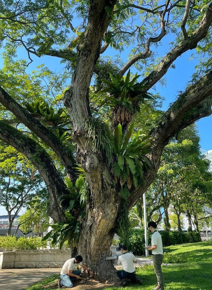 Bác sĩ cây của NParks.