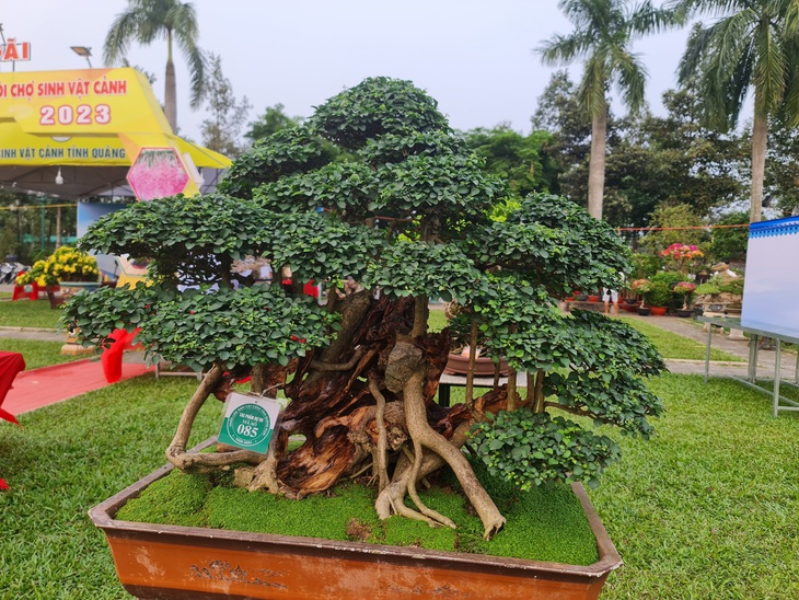 Những dáng cây độc đáo, đa dạng được mang về Quảng Ngãi - Ảnh: TRẦN MAI