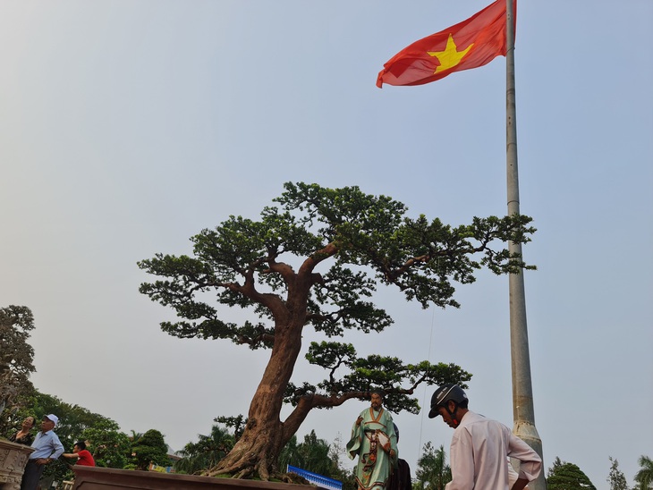 Một cây tùng khoe dáng tại triển lãm - Ảnh: TRẦN MAI