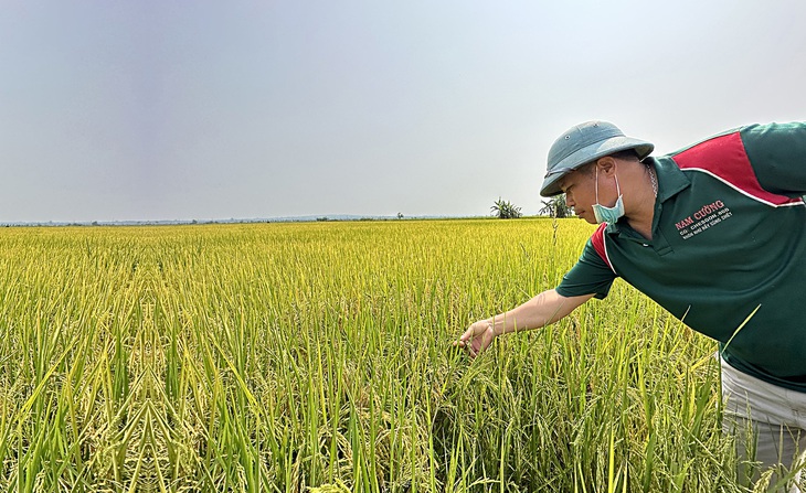 Ông Đàm Văn Hội, trú thôn Ninh Giang, xã Buôn Choah, ngán ngẩm vì lúa mất mùa, hạt lép quá nhiều - Ảnh: TRUNG TÂN