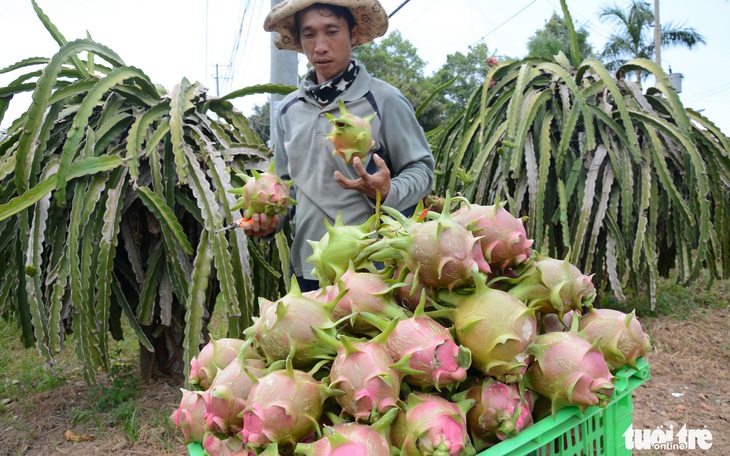 Hơn 710 mã số vùng trồng bị thu hồi