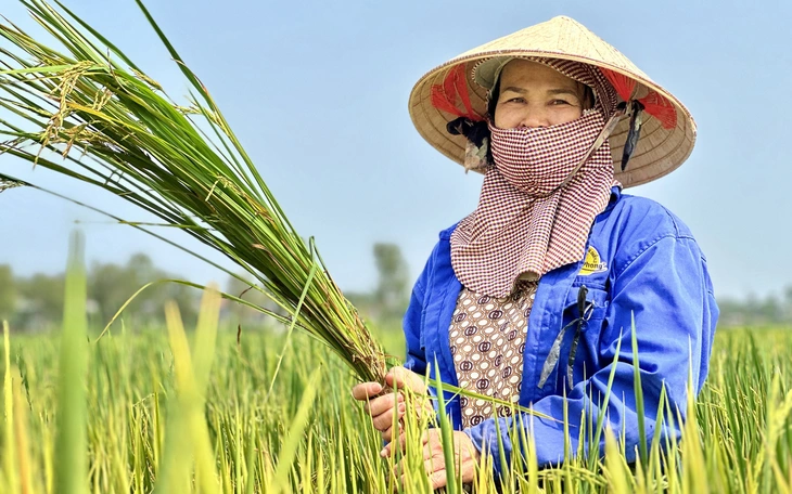 Khởi tố giám đốc sản xuất, buôn bán hàng trăm tấn lúa giống ST24, ST25 giả - Ảnh 3.