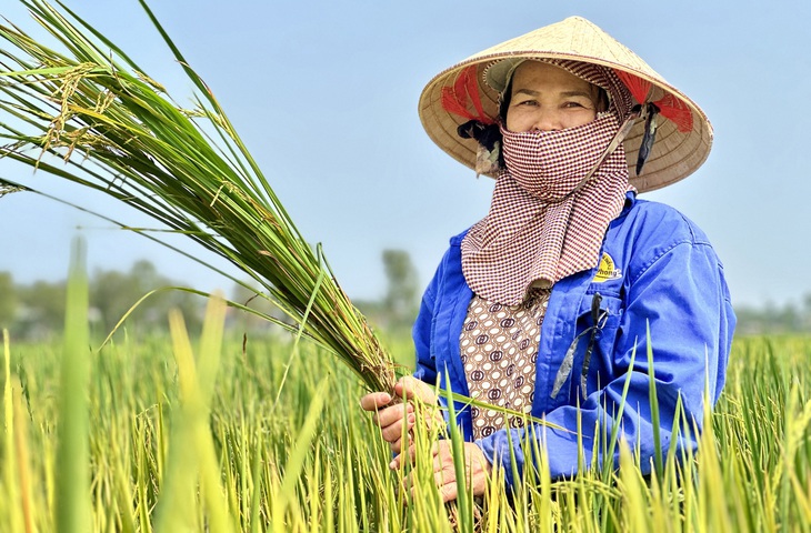 Cơ quan chức năng đề nghị bà con nên chọn giống lúa thật để có năng suất cao. Trong ảnh: bà Hoàng Thị Ân trên cánh đồng ở thôn Ninh Giang, xã Buôn Choah, Krông Nô  (Đắk Nông) - Ảnh: TRUNG TÂN