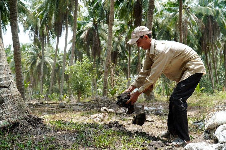 Việc chậm được thanh toán tiền bán dừa khiến nhà vườn tại Bến Tre gặp khó khăn khi tái đầu tư - Ảnh: M.TRƯỜNG