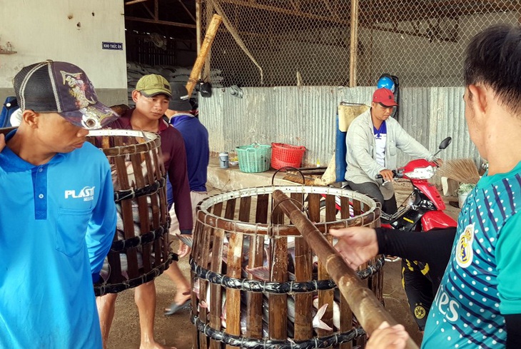 Cá tra giá 28.500 đồng/kg vẫn không ai mua, hoặc đòi mua... thiếu - Ảnh 1.