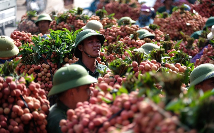 Bắc Giang dự kiến xuất 1.500 tấn vải thiều đi Mỹ