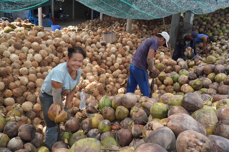 Trung Quốc mong dừa Bến Tre xuất sang theo đường chính ngạch - Ảnh 1.