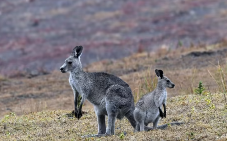 Úc đề xuất sớm đánh giá, mở cửa cho thịt kangaroo, trái vải vào Việt Nam - Ảnh 2.
