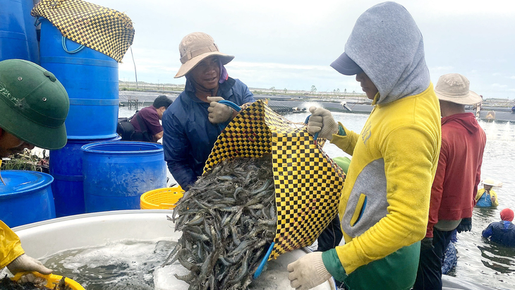 Thu hoạch tôm thẻ tại trang trại nuôi công nghệ cao của Công ty cổ phần thực phẩm Sao Ta - Ảnh: KHẮC TÂM