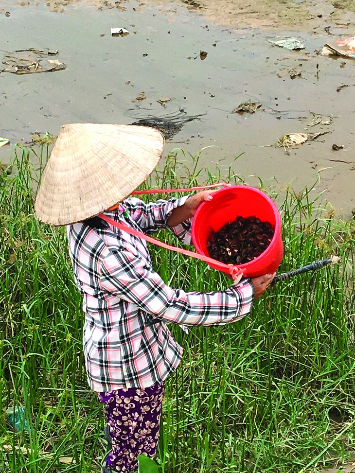 Một buổi sáng, chị câu cáy ven sông thu được chừng 2kg cáy. Ảnh: Cầm Phan