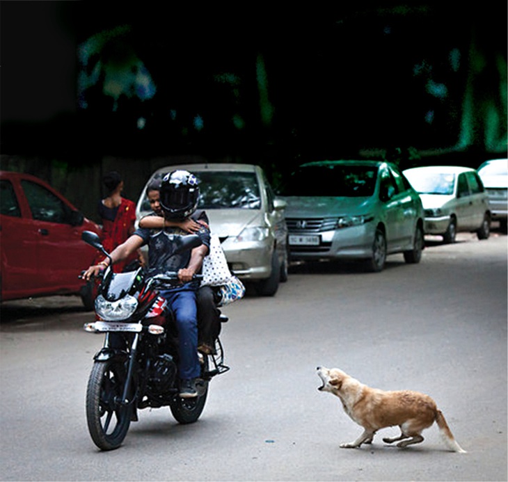 Ấn Độ bó tay trước nạn… chó hoang cắn người! - Ảnh 1.